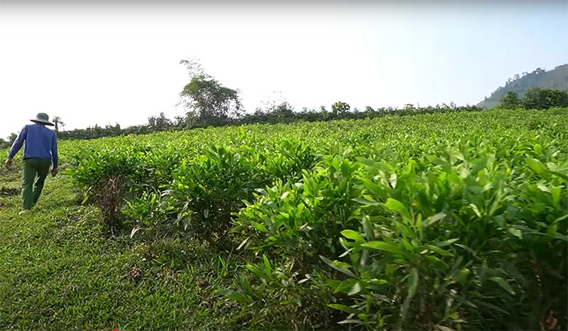 Vườn keo bố mẹ được 1 năm tuổi